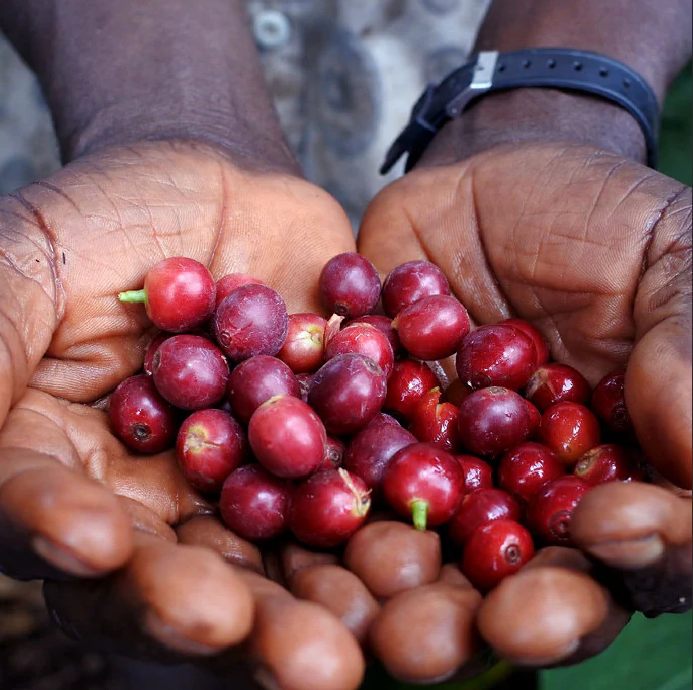 おすすめ！<br>タンザニア　キゴマ　キボー ディープブルー AA