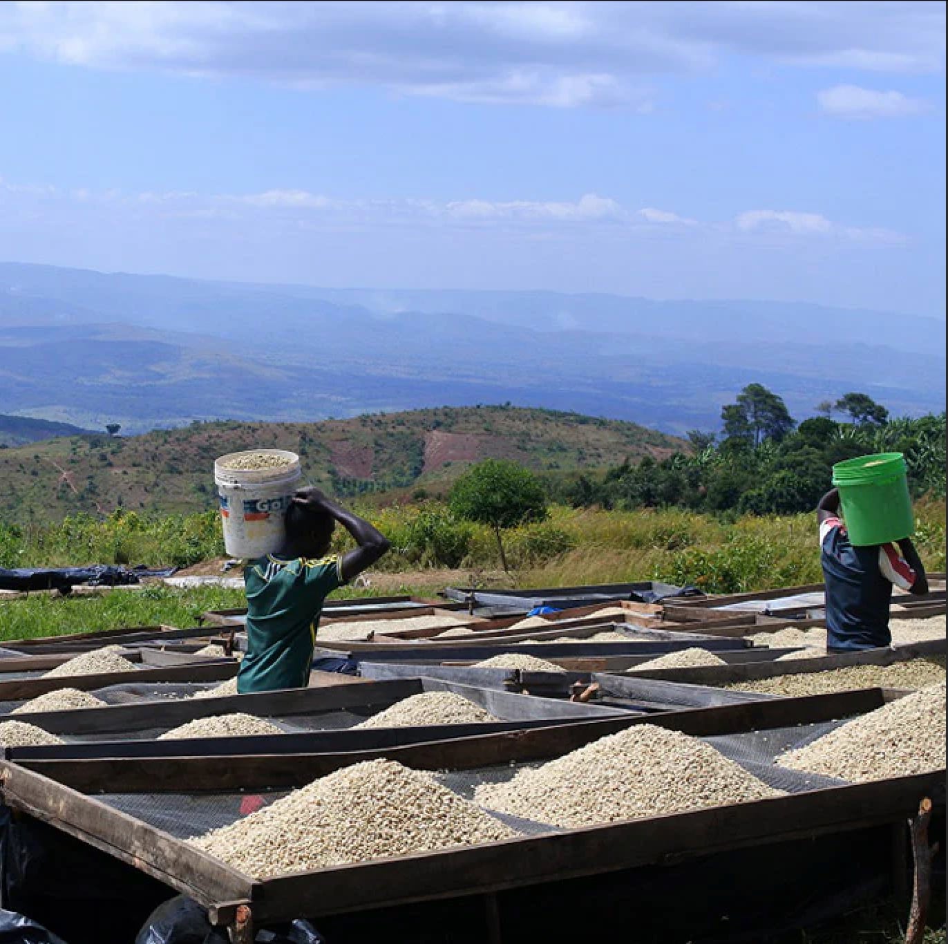 おすすめ！<br>タンザニア　キゴマ　キボー ディープブルー AA