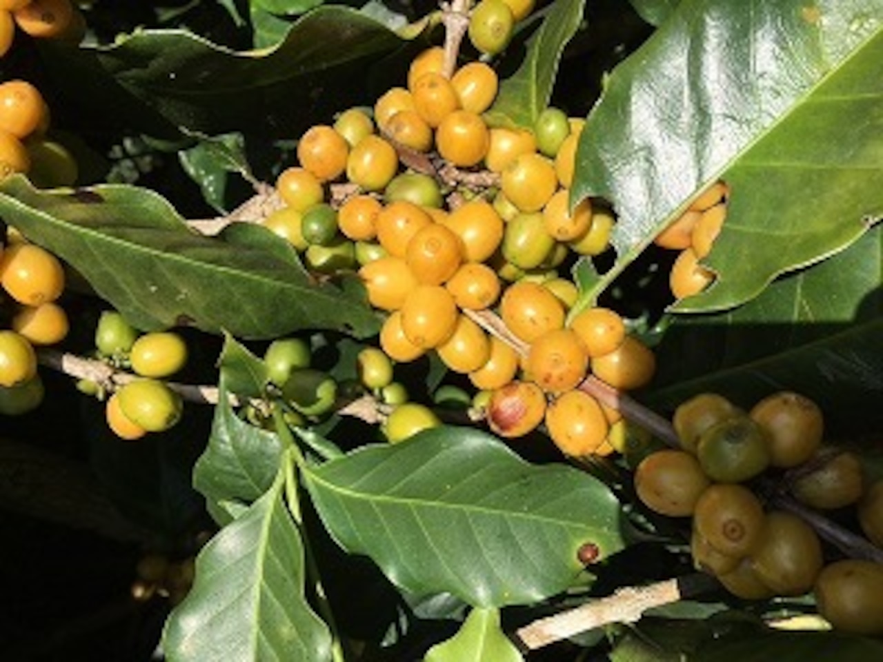 タイ サイアム ブルームーン