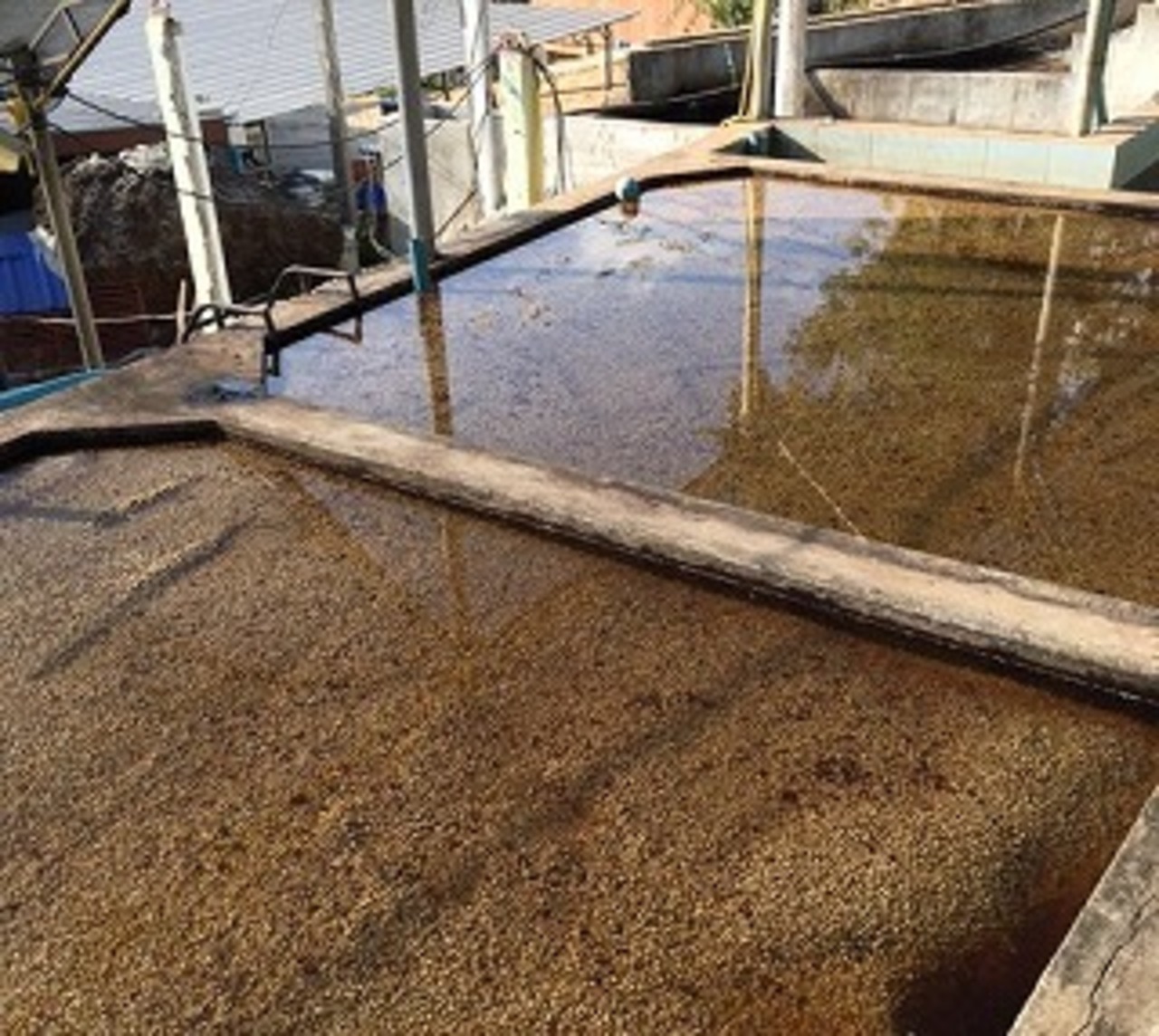 タイ サイアム ブルームーン