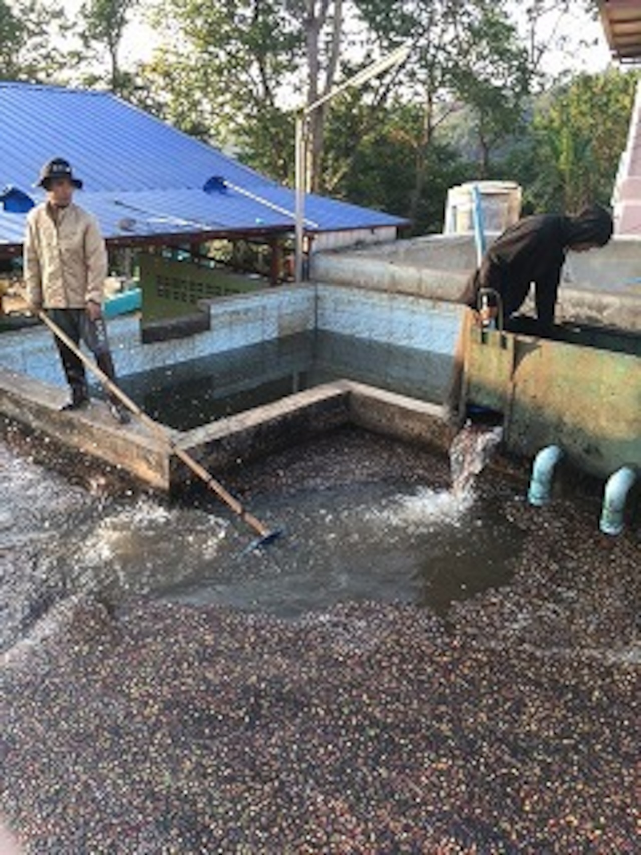 タイ サイアム ブルームーン