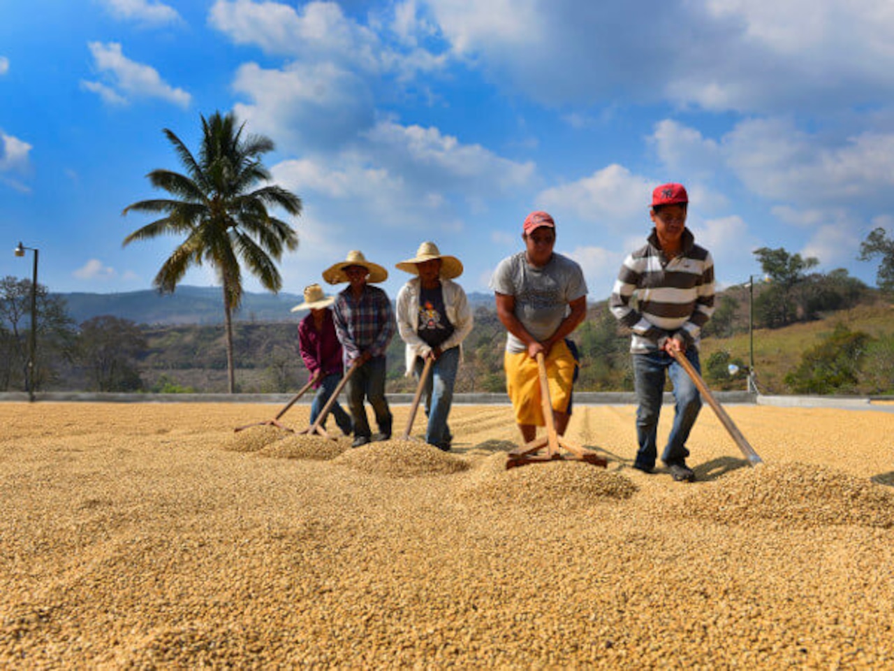 New！<br>グァテマラ ファンシーサンタロッサ　SHB